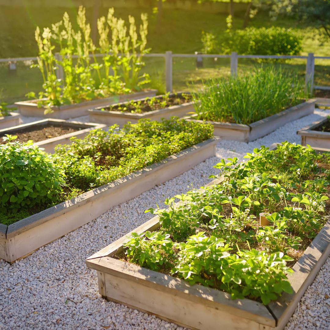 What to Fill Raised Beds With: A Guide to Optimal Soil Mixtures